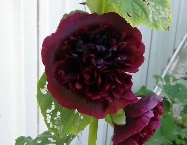 Alcea, Common Hollyhock, Garden Hollyhock Chaters Maroon