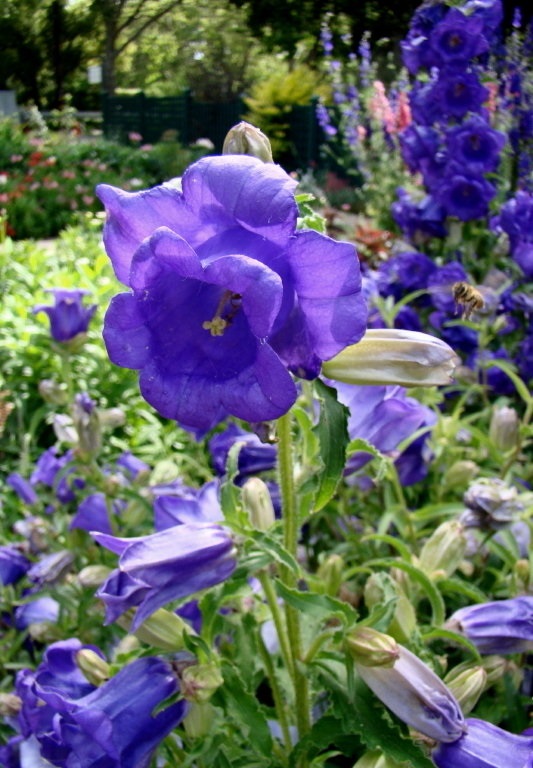 Campanula, Canterbury Bells, Blue Cup and Saucer Caerulea