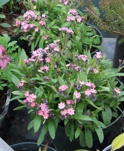 Myosotis, Woodland Forget-Me-Not Victoria Pink Dwarf