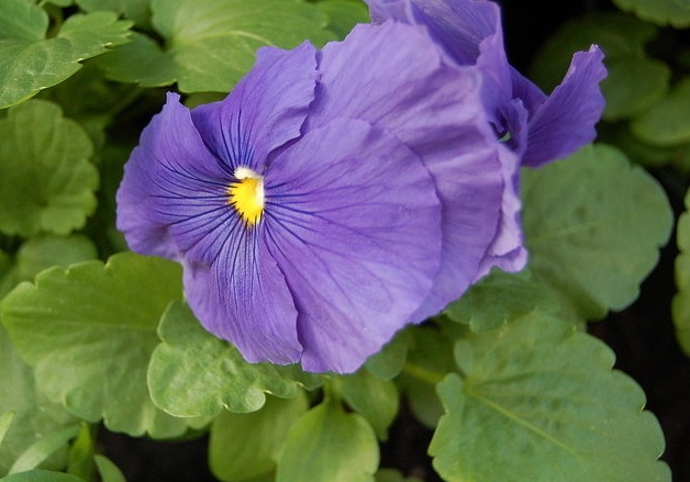 Viola, Garden Pansy, Pansy Delta True Blue