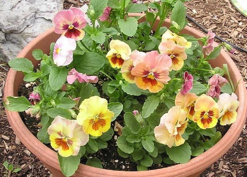 Viola, Garden Pansy, Pansy Ice Cream Mix