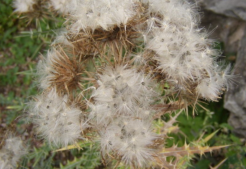 Ptilostemon Species, Ivory Thistle
