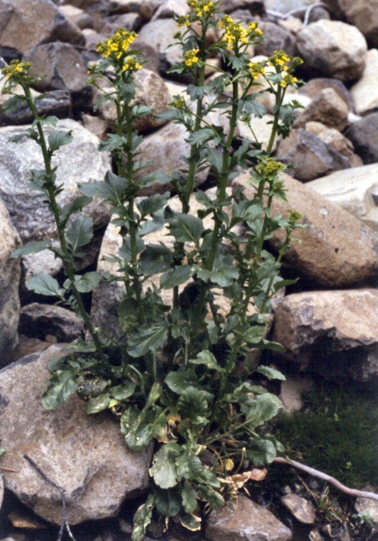 Native Wintercress