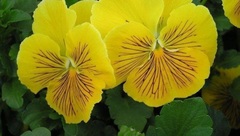Viola, Garden Pansy, Pansy 'Whiskers Yellow'