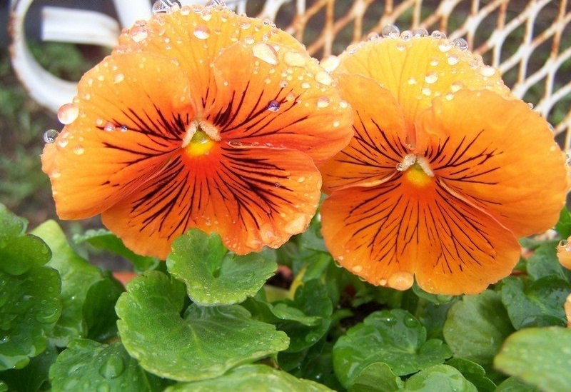 Viola, Garden Pansy, Pansy Whiskers Orange