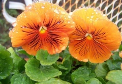 Viola, Garden Pansy, Pansy 'Whiskers Orange'