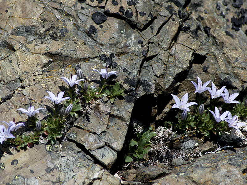 Campanula Species, Olympic Harebell, Pipers Bell Flower