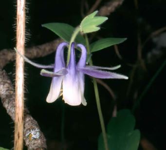 Aquilegia Species, Smallflower Columbine