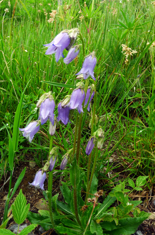 Campanula Species, Bearded Bellflower