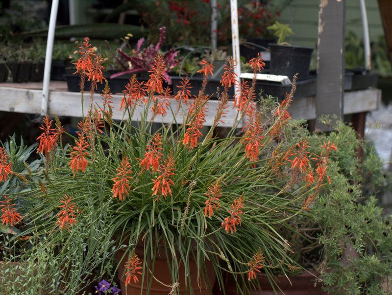 Aloe Johnsons Hybrid