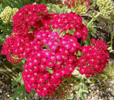 Achillea, Yarrow, Milfoil, Soldiers Woundwort, Staunchweed Red Velvet