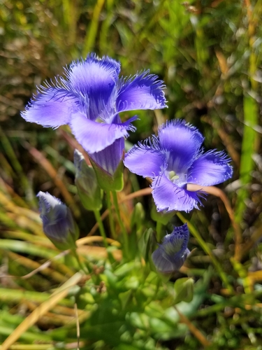 Gentianopsis Species, Fringed Gentian, Windmill Fringed Gentian