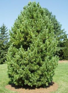 Swiss Stone Pine, Arolla Pine