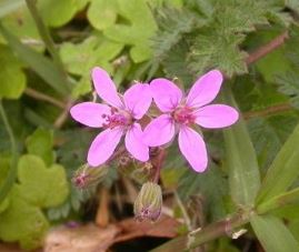 Erodium Species, Fillaree, Texas Storksbill, Pine Needle