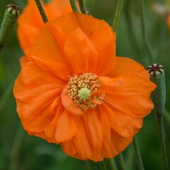 Papaver, Spanish Poppy 'Double Tangerine Gem'