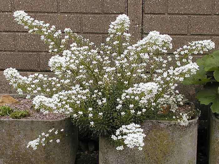 Saxifraga, Encrusted Saxifrage, Silver Saxifrage Tumbling Waters