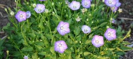 Campanula, Dwarf Hybrid Bellflower Samantha