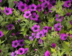 Geranium, Cranesbill, Hardy Geranium 'Anne Thomson'