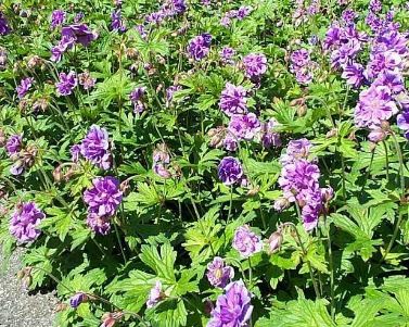 Geranium, Hardy Geranium, Himalayan Geranium, Lilac Cranesbill Birch Double