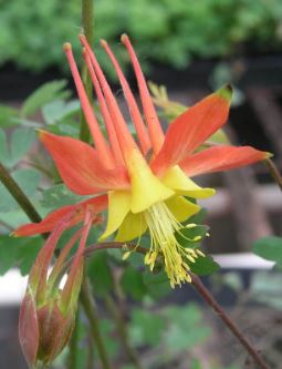 Aquilegia, Hybrid Columbine Tequila Sunrise