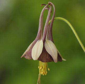 Aquilegia, Green-flowered Columbine Chocolate Soldier