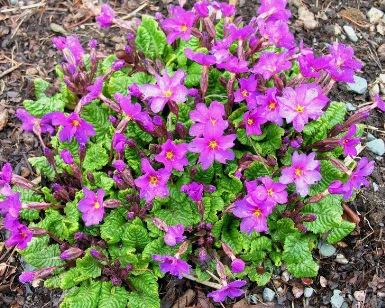 Primula, Polyanthus Primrose, Juliana Primrose Wanda