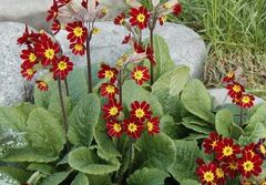 Primula, Cowslip Primrose, St. Peter's Keys, Palsywort, Tisty-Tosty, Cowflops, Culver Keys 'Sunset Shades'