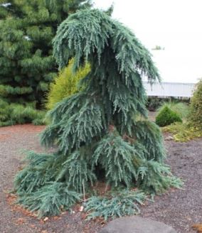 Cedrus, Deodar Cedar, Himalayan Cedar Feeling Blue