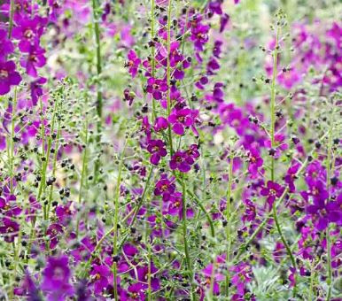 Verbascum, Hybrid Mullein, Ornamental Mullein Violetta