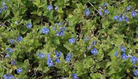 Veronica, Germander Speedwell Miffy Brute