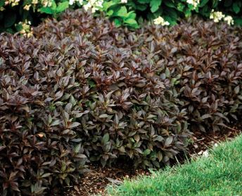 Weigela Midnight Wine