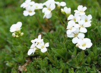 Arabis Species, Balkan Goose Cress, Rock Cress, Rockcress