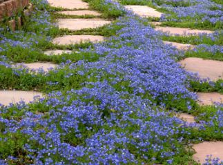 Veronica Species, Turkish Speedwell