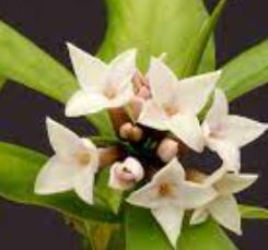 Daphne Species