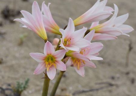 Rhodophiala Species, Ananuca, Wild Amaryllis