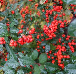 Pyracantha, Firethorn Red Elf
