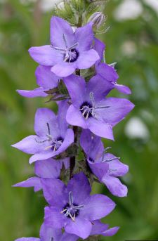 Campanula Species, Bellflower
