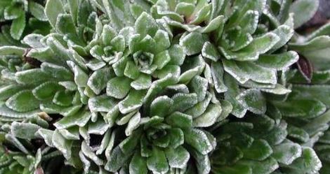 Saxifraga Species, Encrusted Saxifrage, Silver Saxifrage
