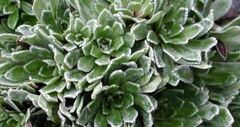Saxifraga Species, Encrusted Saxifrage, Silver Saxifrage