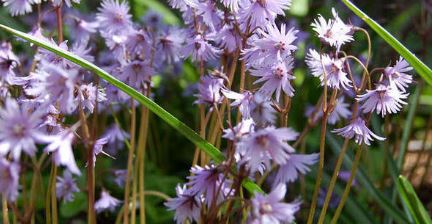 Soldanella Species, Mountain Snowbells, Mountain Tassel
