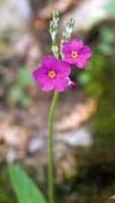 Primula Species, Rusbys Primrose