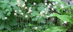 Saxifraga Species, Lesser Londonpride, Robertsoniana Saxifrage, Shield-Leaved Saxifrage