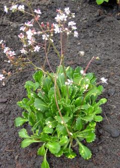 Saxifraga, Robertsoniana Saxifrage Variegata