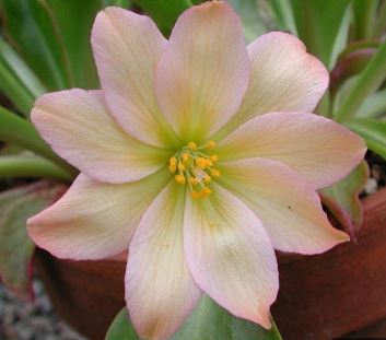 Cistanthe Species, Tweedys Pussypaws