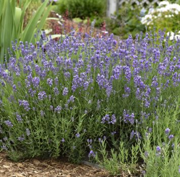 Lavandula, English Lavender Munstead Dwarf