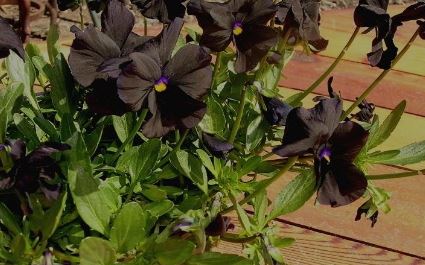 Viola, Horned Violet, Tufted Pansy Black Magic