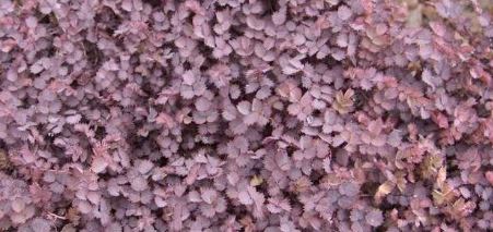 New Zealand Burr, Spineless Pirri-Pirri, Purple Goose Leaf Purpurea