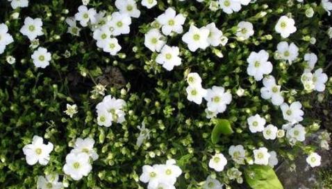 Mountain Sandwort Avalanche