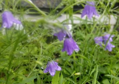 Campanula, Bluebells of Scotland, Roundleaf Bellflower, Scottish Harebell Olympica