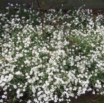 Snow-In-Summer Silver Carpet